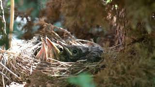 Bird nest.