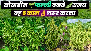 सोयाबीन फल्ली🌱बनते समय यह पांच काम जरुर करें | Soybean falli Stage🚿soybean ki kheti