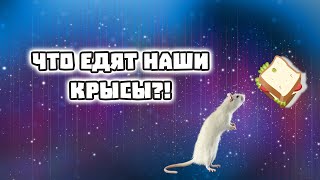 КАК ЕДЯТ НАШИ КРЫСЫ? ОЧЕРЕДНОЕ КОРМЛЕНИЕ!