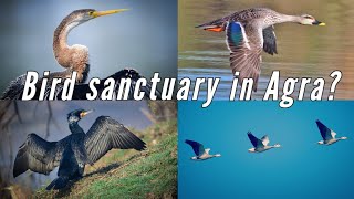 Soor Sarovar Bird Sanctuary Agra | Birth Place of Kavi Soordas | Surdas | Wildlife SOS | Keetham