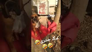 چگونه سگی حشری میشود🤣🤣🤣Insect dog#Insect dog#dogs # insect#.لطفابا لایک و سابسکرایب ونظرحمایت کنید🌹