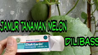 Mengatasi Jamur Pada Tanaman Melon