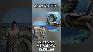 Аммониты - гиганты мелового периода.