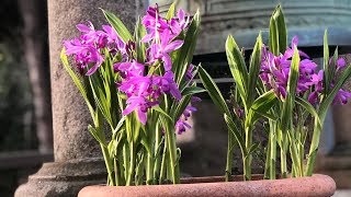 Bletilla striata ("Urn orchid") - FarmerGracy.co.uk