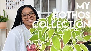 My Pothos Collection + Care Tips