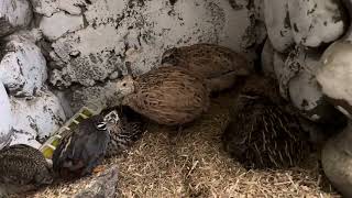 WINTER  PREPARATION  IN MY OUTSIDE AVIARY HOW MY BIRDS STRONGLY SURVIVED EUROPEAN  COLD WINTER 2024