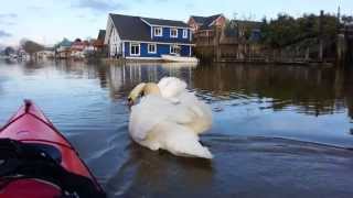 Kayaking with swans