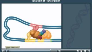 DNA transcription animation | Transcription initiation in prokaryotes