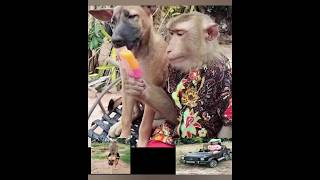 ANIMAL FRIENDSHIPS 👼🐒🐶 #animals #animallover #baby #monkey #dog #funny #happy #viralvideo #shorts