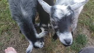 Backyard Goat Problems:  Neighbor/Stray Dogs!