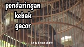 perkutut lokal pendaringan kebak gacor