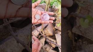 ❗Silver Coin Found In Treasure Hunting #treasure #gold #silver #metaldetecting #detecting #shorts