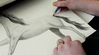 I Draw A Horse! Pencil Drawing, Black & White