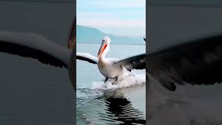 #pelican #birds landing in #water 💕