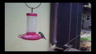 Hummingbird Visits Dec 28