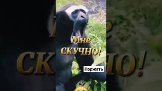 Танюха!!! Что ор #прикол #обезьяна #шутка