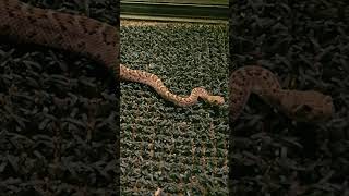 Baby diamondback rattlesnake guarding our back door! #rattlesnake #rattlesnakes #snake #diamondback