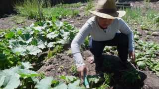 New Roots in Salt Lake City: Food Security through an Urban Farming Revolution