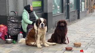 The Largest Dog In the World?