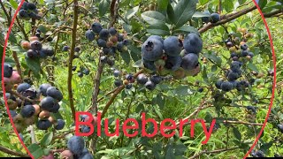 Agriculture work In south Korea 🇰🇷blueberries 🫐