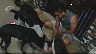 Please Take Care of Stray Dogs | Be a helping hand | Micky |