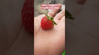 Panen Strawberry di Kebun Atap Rumah #youtubeshorts #shorts #strawberry #panenstrawberry #tanaman