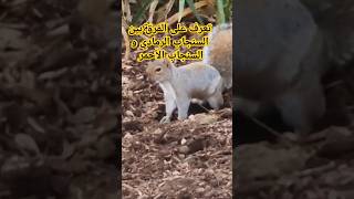 تعرف على الفرق بين السنجاب الرمادي و السنجاب الأحمر 🐿 🐿 🐿