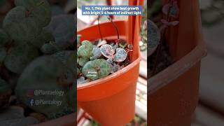 4 Quick Care Tips to Grow String of Hearts Plant - String of Hearts Plant Care Indoors