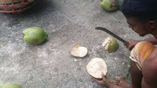 Coconut Tree Climber | Climbing Tall Tree With Rope | Coconut Rain