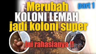 CARA MEMPERKUAT KOLONI KELANCENG YANG LEMAH