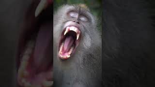 Yawning Monkey #shorts