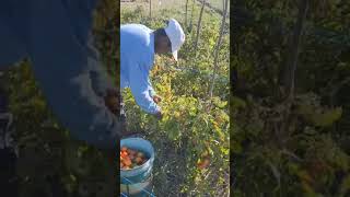 TOMATO HARVESTING|Reynolds MotoVlog