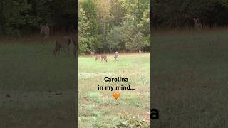 🦌 Carolina in my mind #shorts #northcarolina #tennessee #appalachia #deer 🦌🧡🦌