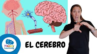 COSAS QUE NO SABÍAS SOBRE EL CEREBRO EN LENGUA DE SIGNOS | Happy Learning 🧠 🔎 🤔