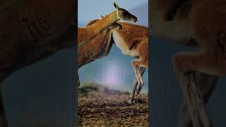 Guanaco #guanaco #guanacos