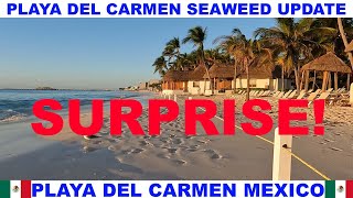 PLAYA  DEL CARMEN BEACH SEAWEED UPDATE - SURPRISED!