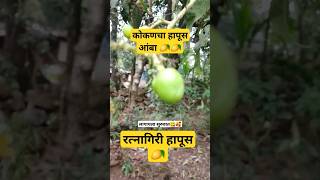 हापूस आंबा धरुक सुरुवात #kokan #amba #kankantypebeat #ytshorts #konkan#youtubeshorts #virul#trending