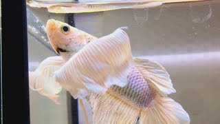 Betta HMPK Super Dumbo cod. 327 - LAMANGROVIA.COM - #betta #bettafish #bettaplakat