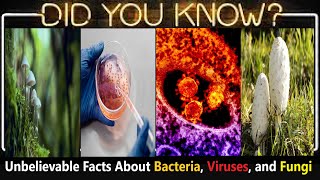 Top 10 Mind-Blowing, Unbelievable And Amazing Fun Facts About Bacteria, Viruses, and Fungi