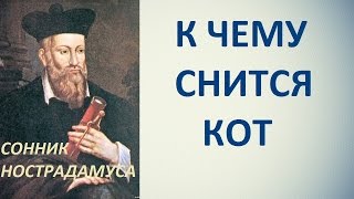 К чему снится кот. Сонник Нотсрадамуса. Толкование снов.