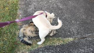 Lilly and Simba... streetfighting cats and dogs