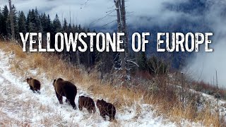 Quest to save wilderness of Carpathian Mountains