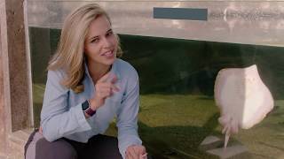 Stingrays at South Carolina Aquarium