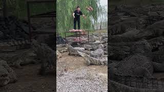 Amazing with crocodile ! Feeding to group of crocodile #crocodile #short 3