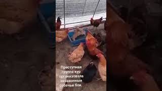 СРОЧНЫЕ НОВОСТИ: преступная группа кур организовала не законные собачьи бои