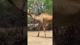 Rajistani Camel Walk with His owner  #desertvillagelife #camellife #camel #camlelvirl