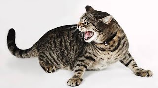 Cat Sounds Angry | Cat Ringtone