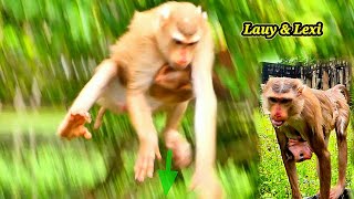 Oh my God..!! What happened..? Why Monkey Lauy & Baby Lexi jump from a tree drop down..!!