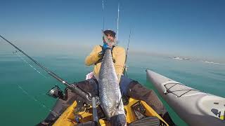 Kingfish /narrowbarred  Mackeral livebait fishing in UAE