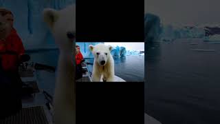 🐻‍❄️ Tiny Polar Bear's Heartwarming Rescue! 😍 #PolarBearRescue #WildlifeConservation #ArcticAnimals